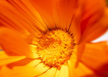 Marigold for Art