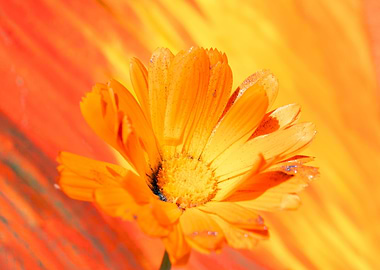 Marigold for Art