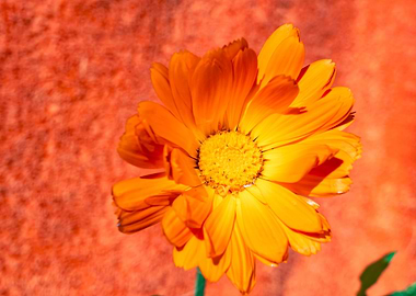 Marigold for Art
