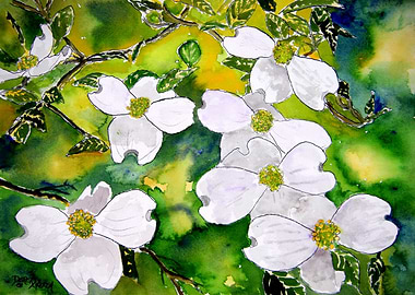 Dogwood Flowers Still life
