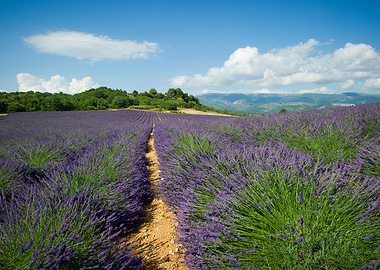 Valensole France