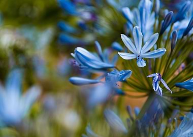 blue flowers