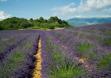 Valensole France
