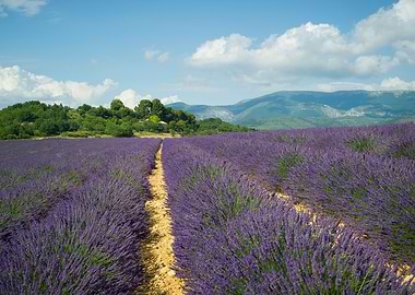 Valensole France