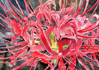 Red Spider Lily Flower