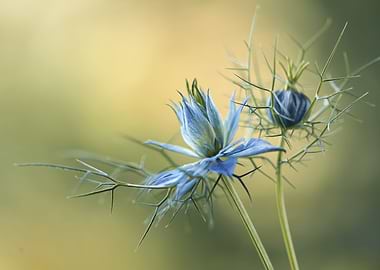 Nigella