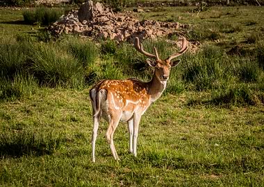 Fallow Deer