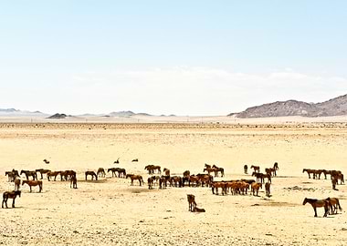 Wild Desert Horses