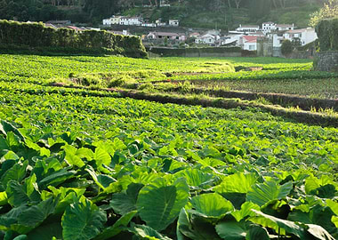 Taro field