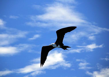 Frigate Soaring