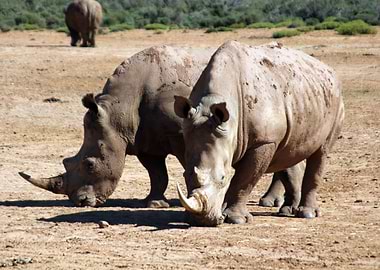 Rhinos