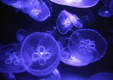 Jellyfish II