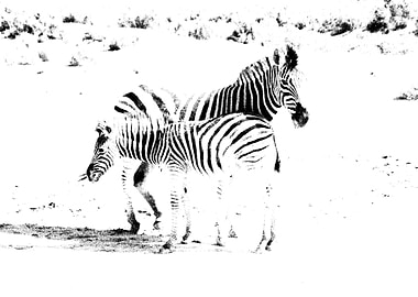 Zebras