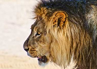 Male Lion