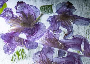 Clematis in ice 2