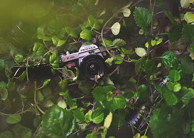 Pentax Jungle