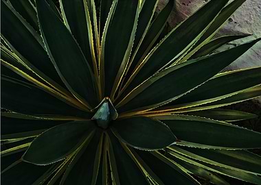 Agave cactus