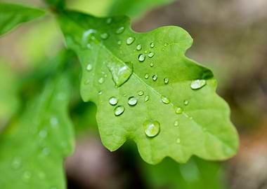 Rain drops on leaf macro