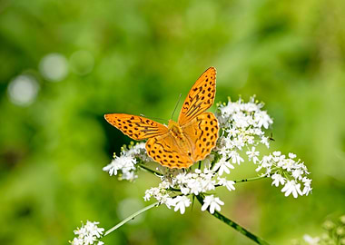 Butterly eating background