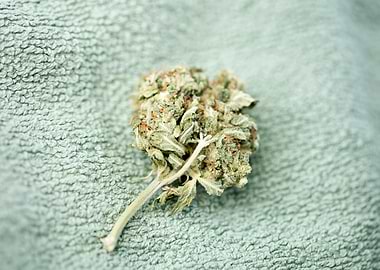 Medical cannabis AK 47 bud