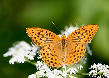 Butterly eating background
