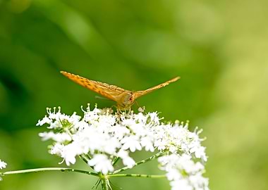 Butterly eating background