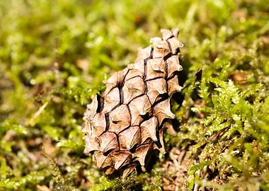 Wild forest macro fruits