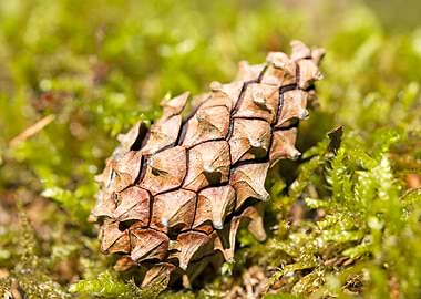 Wild forest macro fruits