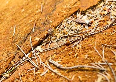 Cutted Wood Abstract