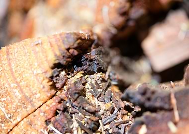 Cutted Wood Abstract