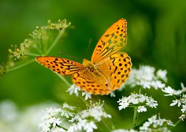 Butterly eating background