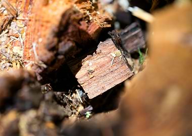 Cutted Wood Abstract