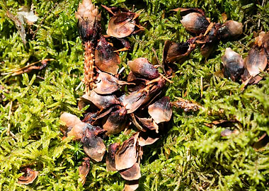 Wild forest macro fruits