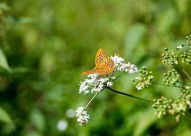 Butterly eating background