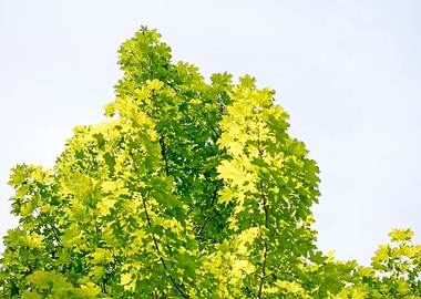 Trees vs sky fine prints