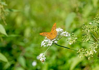 Butterly eating background