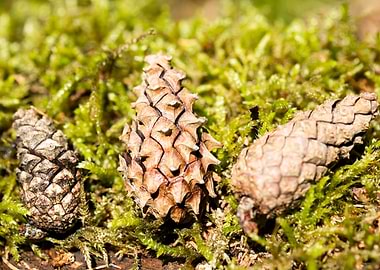 Wild forest macro fruits