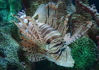 Lionfish Mane