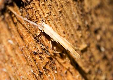 Cutted Wood Abstract