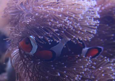 Clownfish Close Up