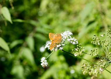 Butterly eating background