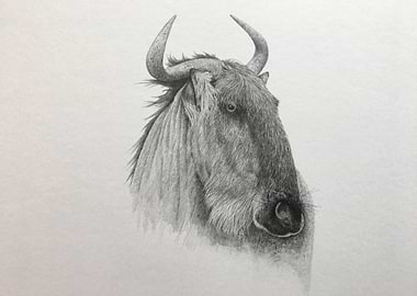 Serengeti wildebeest