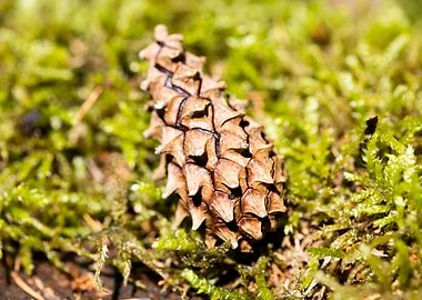 Wild forest macro fruits
