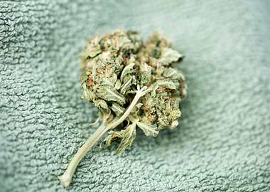 Medical cannabis AK 47 bud