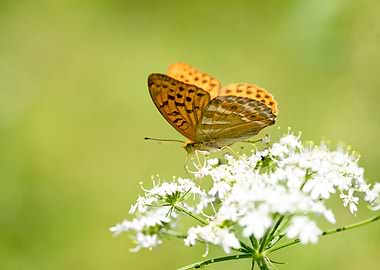 Butterly eating background