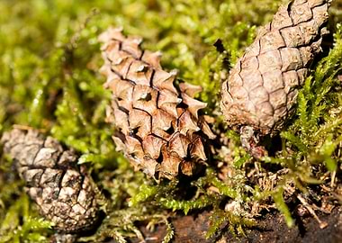Wild forest macro fruits