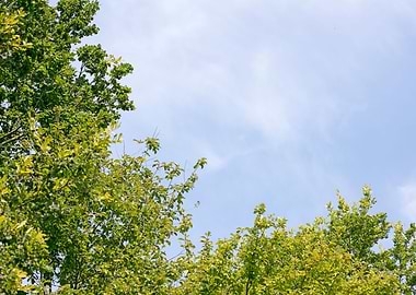 Trees vs sky fine prints