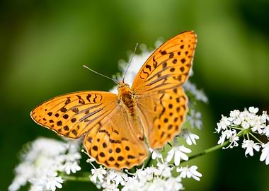 Butterly eating background