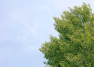 Trees vs sky fine prints