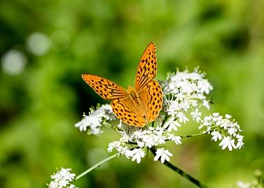 Butterly eating background